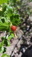 Ribes pinetorum