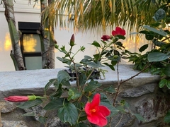 Hibiscus boryanus
