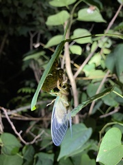 Hyalessa maculaticollis