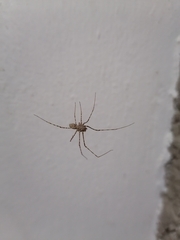 Scytodes