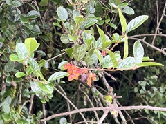 Viburnum taitoense