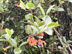 Viburnum taitoense