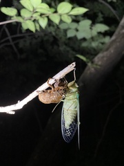 Hyalessa maculaticollis