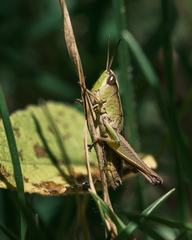 Phaneroturis tantillus