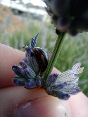 Chrysolina americana