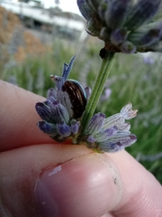 Chrysolina americana