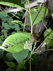 Hyalessa maculaticollis