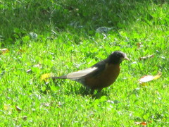 Turdus migratorius