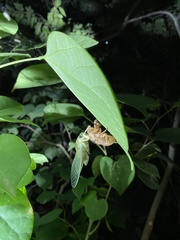 Hyalessa maculaticollis