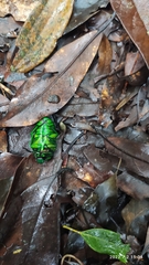 Diphyllomorpha olivacea