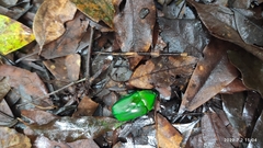 Diphyllomorpha olivacea