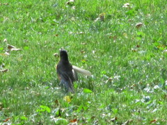 Turdus migratorius