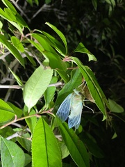Hyalessa maculaticollis