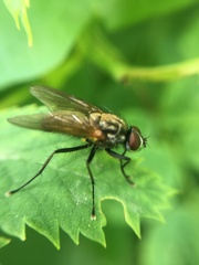 Hydrophoria lancifer