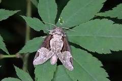 Wilemanus bidentatus