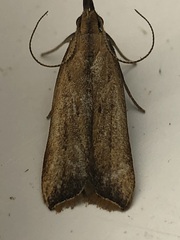 Dichomeris heriguronis