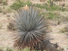 Dasylirion parryanum