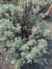 Artemisia alaskana