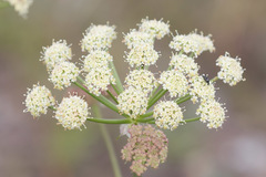 Cnidium cnidiifolium