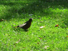 Turdus migratorius