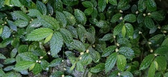 Elatostema parvum