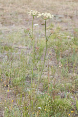 Cnidium cnidiifolium