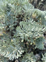 Artemisia alaskana