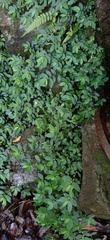 Elatostema parvum