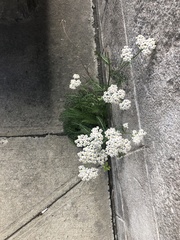 Achillea millefolium