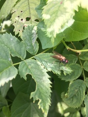 Hydrophoria lancifer