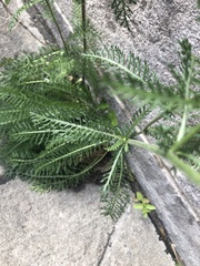 Achillea millefolium