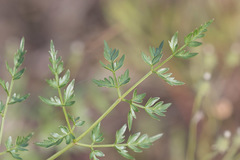 Cnidium cnidiifolium