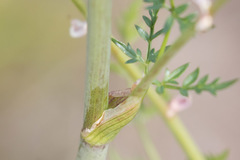 Cnidium cnidiifolium