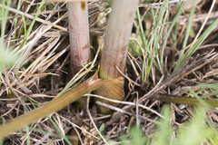 Cnidium cnidiifolium