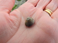 Steromphala cineraria