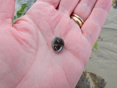 Steromphala cineraria