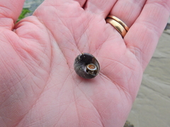 Steromphala cineraria