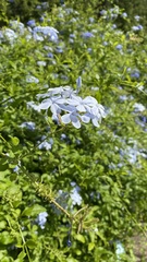 Plumbago auriculata