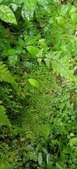 Selaginella labordei