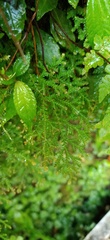 Selaginella labordei