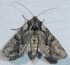 Lacinipolia sareta