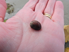 Littorina obtusata