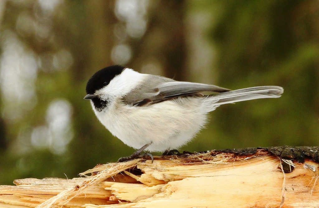 Пухляк (Wildlife Penza Region - Birds) · iNaturalist