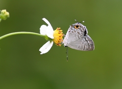 Sinthusa chandrana