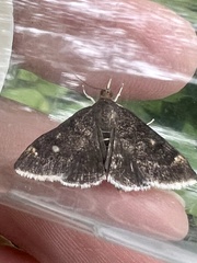 Pyrausta niveicilialis