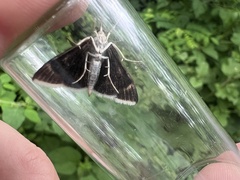 Pyrausta niveicilialis