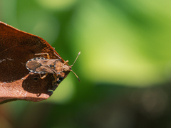 Althos paradoxus