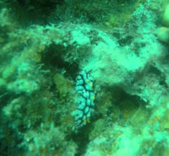 Phyllidia multifaria