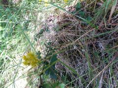 Petrosedum forsterianum