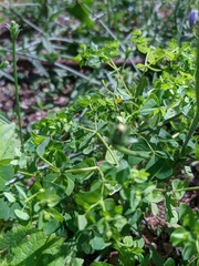 Euphorbia taurinensis